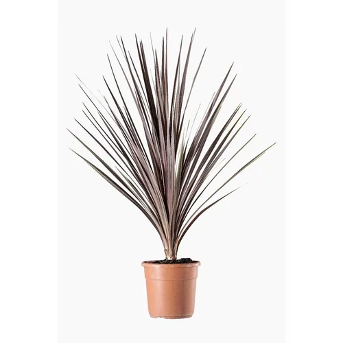 Jardin en pratique：Cordyline Australis Purpurea en pot de 9 L rouge