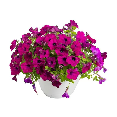 Nature facile:Pétunia retombant - La coupe de 25 cm