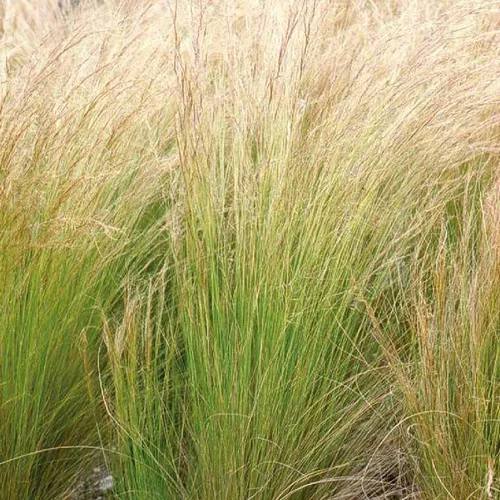 Extérieur plaisir:Stipa cheveux d'anges - Le pot de 5 litres