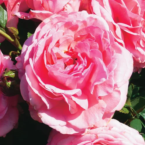 Extérieur tendance：Rosier Princesse Gabriella de Monaco ®. Le pot de 3 litres