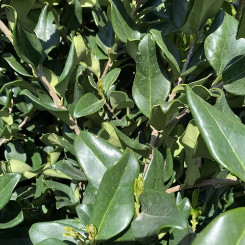 Jardin en douceur：Troène (Ligustrum Texanum). Le pot de 18 litres
