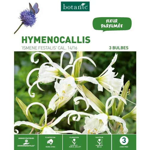 Utile dehors：Hymenocallis Ismene Festalis blanc botanic® - 3 bulbes