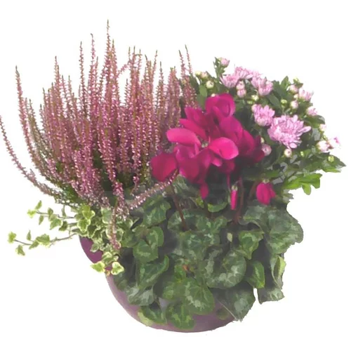 Pour la maison et le jardin:Composition d'extérieur mélange violet rose - La coupe de 30 cm