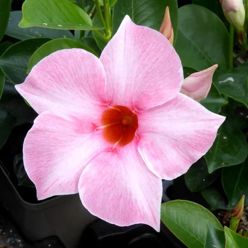 Accessoire pour le jardin：Dipladenia Tippi - Le pot de 7 litres