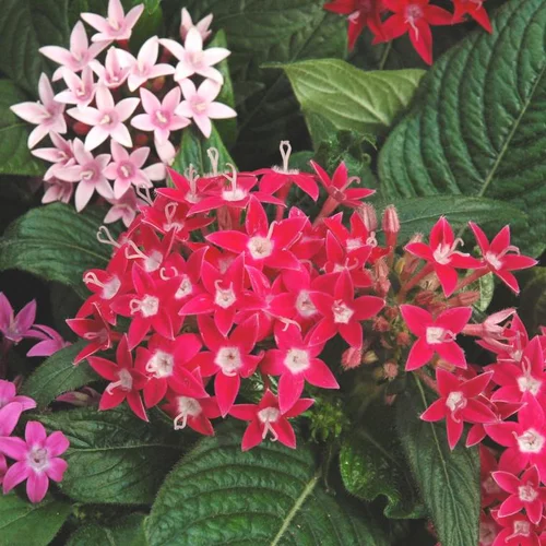 Malin pour le jardin：Pentas ou étoile égyptienne - Le pot Theo de 4,5 litres