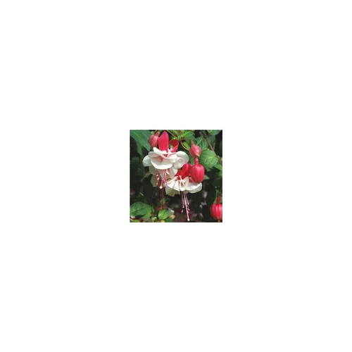 Durable au jardin：Fuchsia retombant - Le pot de 1 litre