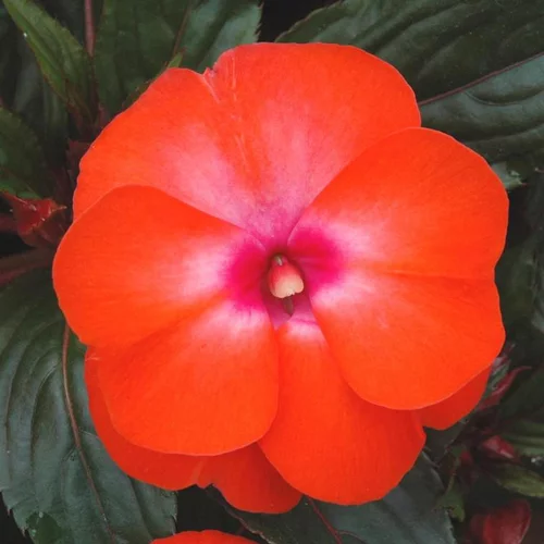 Jardin complet:Impatiens ou Impatience de Nouvelle-Guinée à fleurs multicolores - Le pot de 0,7 litre