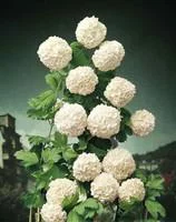 Essentiel extérieur:Boule de neige (Viburnum Opulus Roseum). Le pot de 5 litres