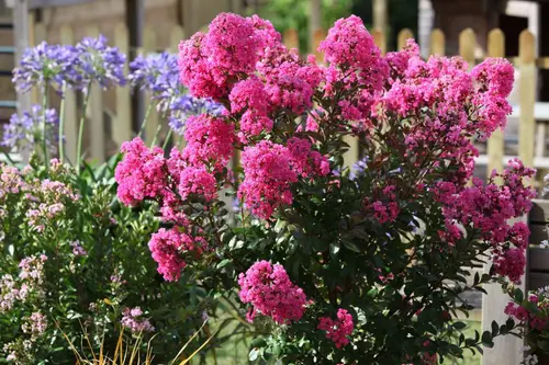 Idée jardin：Lavande Lagerstroemia Enduring Summer® Lavender coloris violet – 3 L