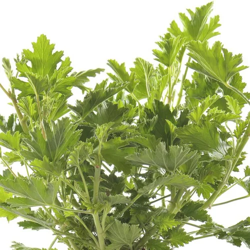 Au service de vos extérieurs：Geranium Anti Moustique - La jardinière de 50 cm