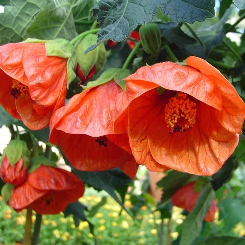 Jardin facile:Abutilon - Le pot de 2 litres
