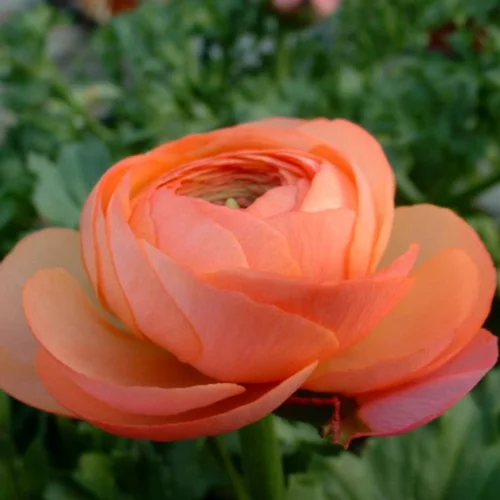 Côté extérieur：Renoncule - La jardinière