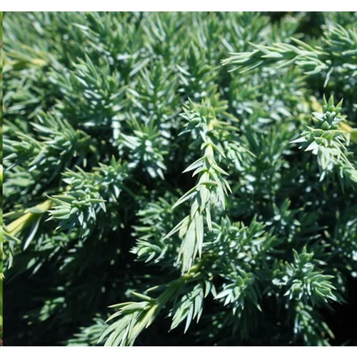 Qualité jardin:Juniperus Squamata Blue Carpet bleu 60/80 cm en pot de 5 L