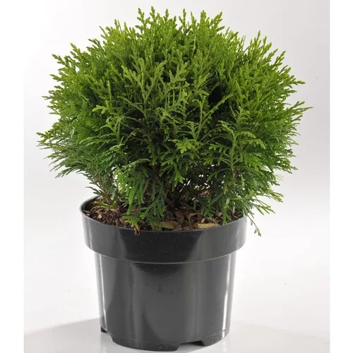 Pour un extérieur à votre image:Thuya Occidentalis Danica (thuya du Canada) 30 ? 40 en pot de 5 L vert