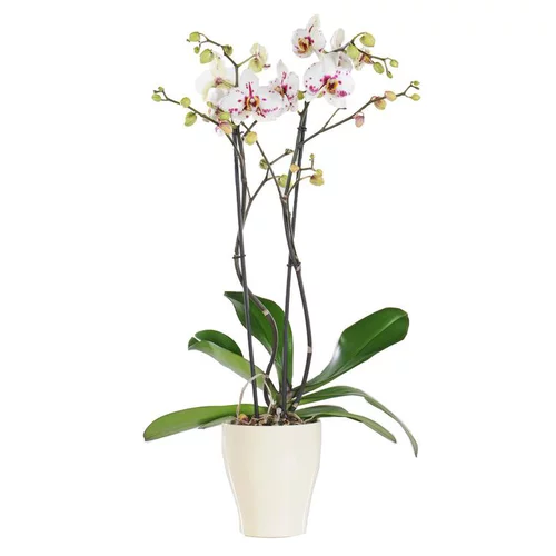 Pratique extérieur：Orchidée Phalaenopsis + cache pot. Pot 15 cm