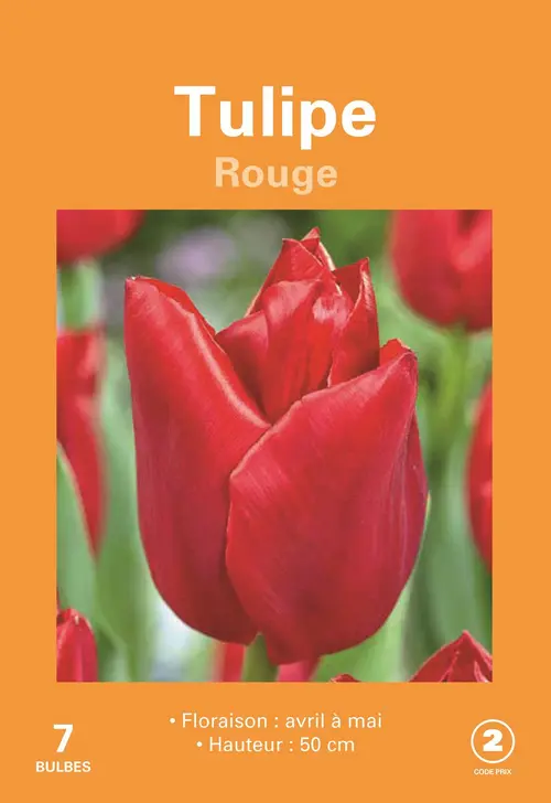 Idée extérieure：Bulbes de fleurs Tulipe rouge botanic® - 7 bulbes