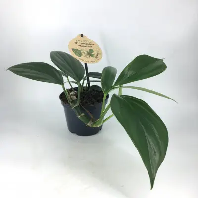 Extérieur essentiel：Philodendron Dragon Tail. Le pot de Ø 12 x H 20 cm