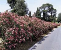 Pour vos projets：Laurier rose varié (Nerium Oleander). Le pot de 1 litre