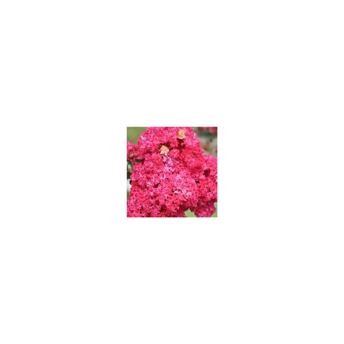 Déco extérieur：Lagerstroemia Indica Charms Braise d’été touffe. Le pot de 10 litres