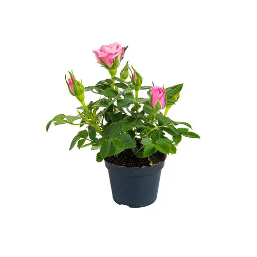 Pour un jardin à votre image:Rosier en pot Ø 6 cm