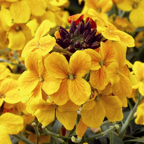 Pour votre confort en extérieur:Erysimum ou Giroflée à fleurs multicolores - Le pot de 3 litres