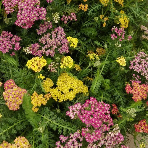 Jardin en douceur：Achillea Variée. Le pot de 14 cm
