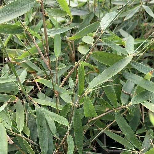 Jardin extérieur：Bambou Fargesia Robusta Pingwu vert. Le pot de 5 litres, 60/80 cm