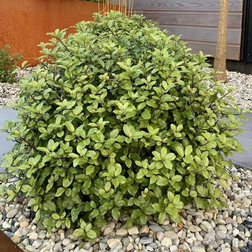 Extérieur moderne:Pittosporum Tenuifolium Pom Pom boule. Le pot de 10 litres