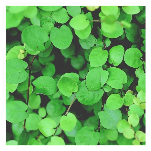 Utile au jardin：Muehlenbeckia - Le pot de 2 litres