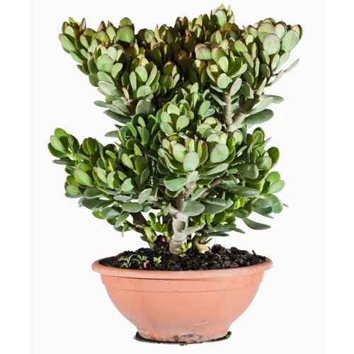 Extérieur moderne:Crassula Portulacea (Plante de jade) en coupe de 18 cm vert