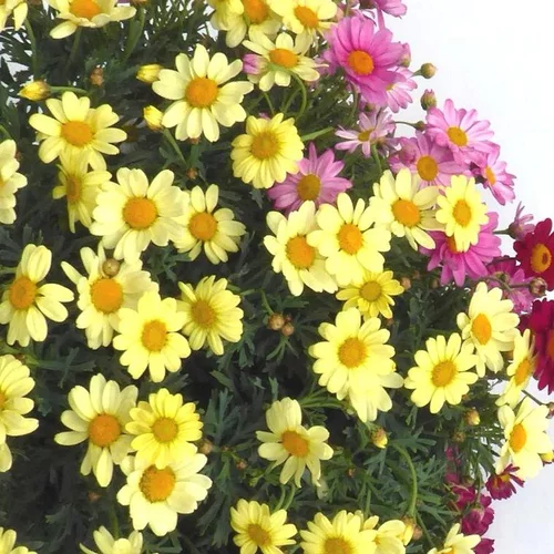Essentiel pour le jardin:Anthémis à fleurs multicolores. Le pot de 10 litres
