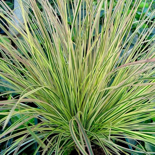 Esprit jardin：Graminée Calamagrostis. Le pot de 2 litres