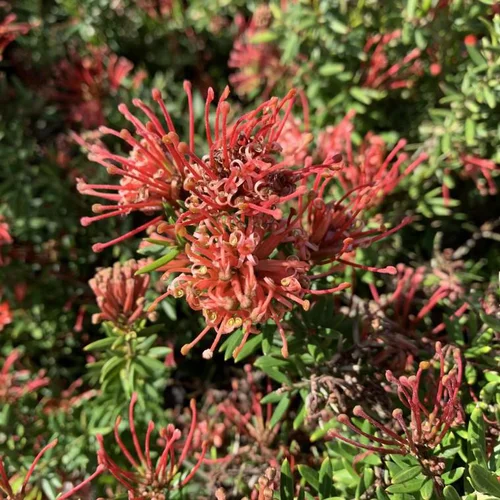 Idée extérieure：Grevillea Juniperina New Blood touffe. Le pot de 3 litres