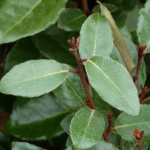 Solution simple:Elaeagnus Ebbingei (Chalef d’Ebbing) en pot de 7 L argent