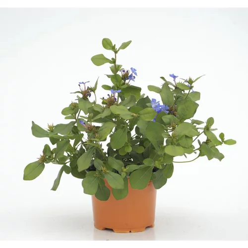 Pour votre quotidien:Ceratostigma Plumbaginoides - Le pot diam 12 cm