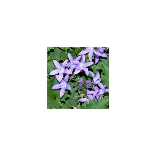 Le jardin au quotidien:Campanule des murs - Le pot de 12 cm