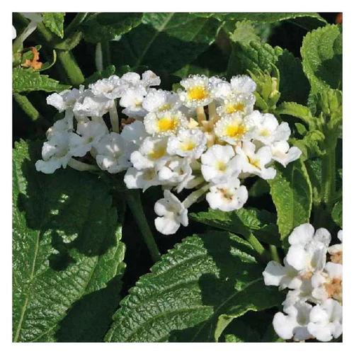 Idée simple：Lantana sellowiana blanc - Le pot de 9 x 9 cm