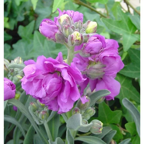 Accessoire jardin:Giroflée de Nice à fleurs multicolores - Le pot Ø 13 cm