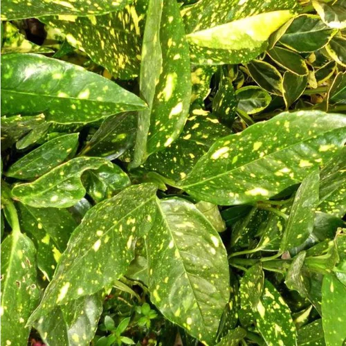 Pour vos extérieurs：Aucuba Japonica Crotonifolia jaune 40/60 cm en pot de 7 L