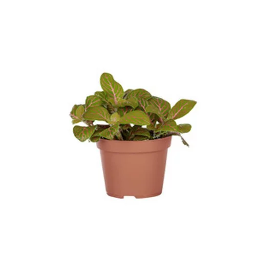 Jardin bien-être：Fittonia en pot Ø 5/6 cm