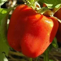 Extérieur déco：Poivron A Gros Fruits Rouges Bio. Le pot de 10,5 cm