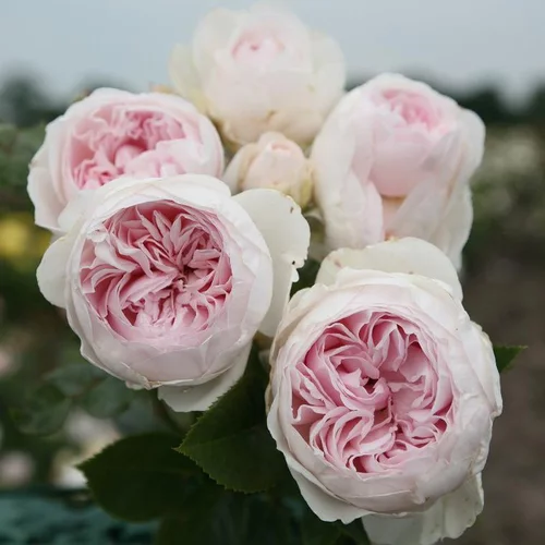 Une idée pour vos extérieurs：Rosier grosses fleurs Parfuma La belle Rouet. Le pot de 4 litres