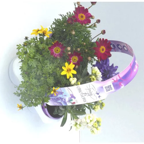 Jardin et confort：Mélange spécial soleil - Le pack de 4 plants