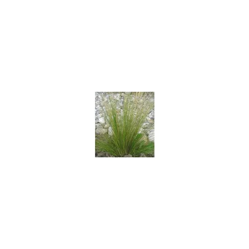 L’allié du jardin：Stipa cheveux d'anges - Le pot de 4 litres
