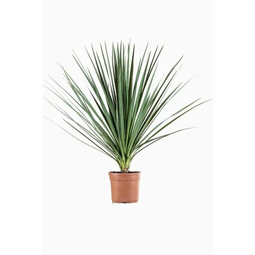 Choix malin:Cordyline Variée 60/80 en pot de 5 L vert