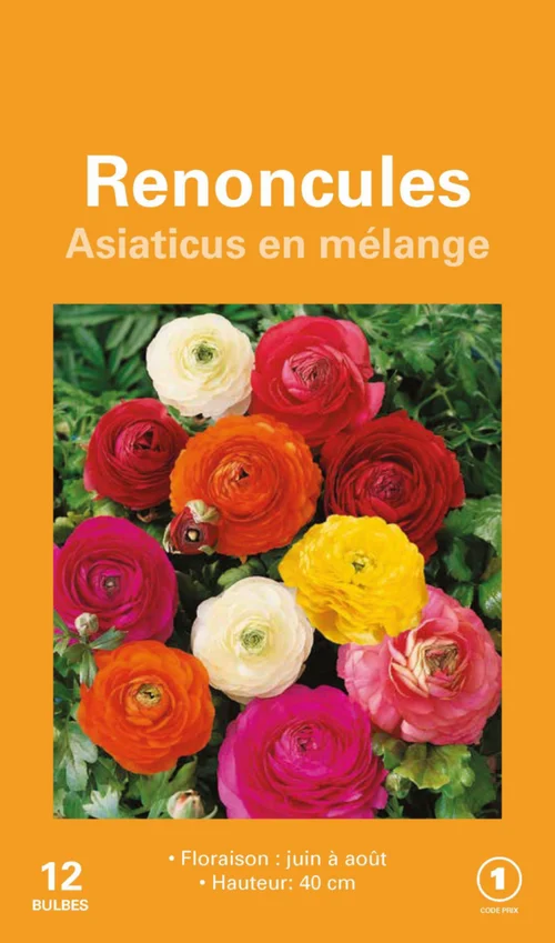 Extérieur adapté:Renoncule en mélange botanic® - 12 bulbes