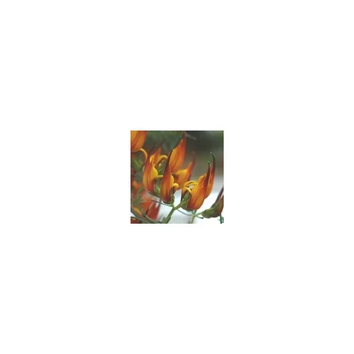 Confort jardin:Lotus - Le pot de 2 litres