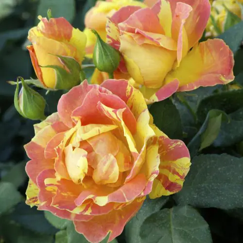 Plaisir au jardin:Rosier Paul Cézanne® Jacdeli coloris rose