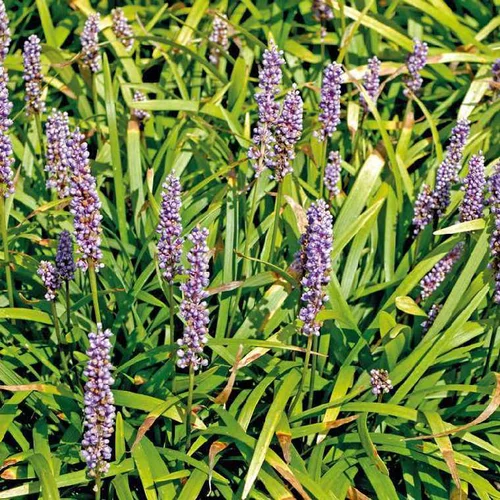 Un choix malin pour le jardin:Liriope muscari bleu - Le pot de 9 x 9 cm