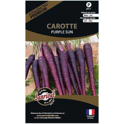 Graines potagères premium carotte (Purple sun)
